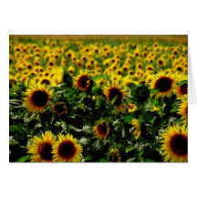 Sunflower field greeting card