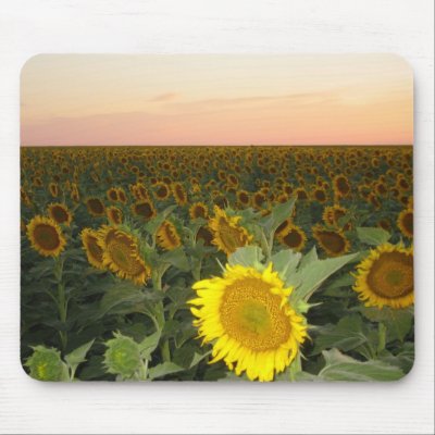 Sunflower Field Mouse Pads by zazzlebrian