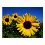 Sunflower Field Postcard