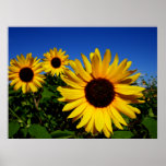 Sunflower Field Poster posters