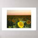 Sunflower Field posters