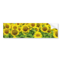 Sunflower Fields