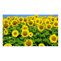 Sunflower Fields