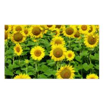 Sunflower Fields Business Card Templates