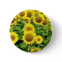 Sunflower Fields