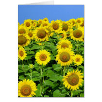 Sunflower Fields
