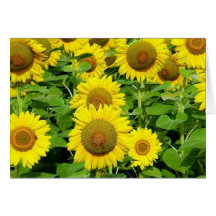 Sunflower Fields Card