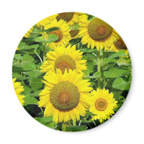 Sunflower Fields