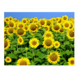 Sunflower Fields Post Cards