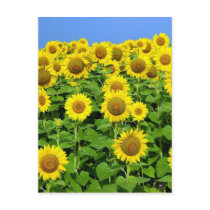 Sunflower Fields