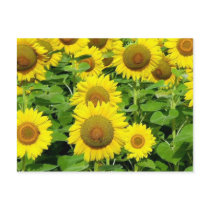 Sunflower Fields