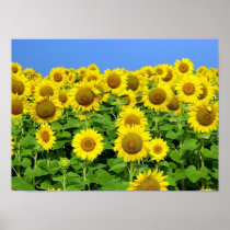 Sunflower Fields