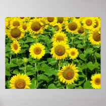 Sunflower Fields
