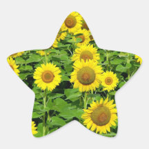 Sunflower Fields Star Sticker