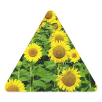 Sunflower Fields