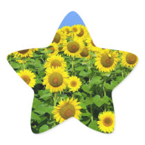 Sunflower Fields