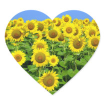 Sunflower Fields