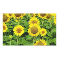 Sunflower Fields