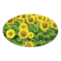 Sunflower Fields