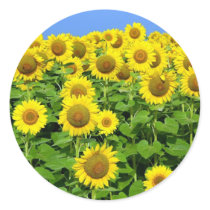 Sunflower Fields