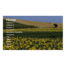 Sunflower fields, Tuscany, Italy Business Card Template