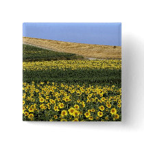 Sunflower fields, Tuscany, Italy Button