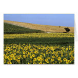Sunflower fields, Tuscany, Italy Cards