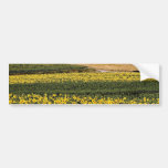 Sunflower fields, Tuscany, Italy  flowers Bumper Stickers