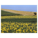 Sunflower fields, Tuscany, Italy flyers