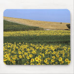 Sunflower fields, Tuscany, Italy Mousepads