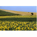 Sunflower fields, Tuscany, Italy Acrylic Cut Outs