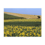 Sunflower fields, Tuscany, Italy Postcard
