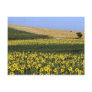 Sunflower fields, Tuscany, Italy Postcard