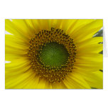 Sunflower form my garden card