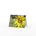 Sunflower Friend cards