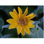 Sunflower Frost photo sculptures