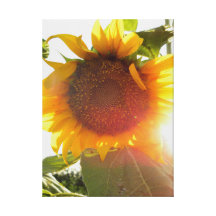 Sunflower Gallery Wrap Canvas
