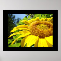 Sunflower Garden art prints Summer Floral artwork