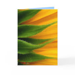 Sunflower Get Well Card