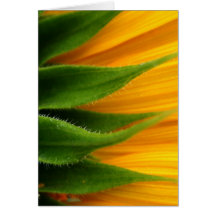 Sunflower Get Well Card