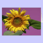 Sunflower Greeting Card cards