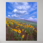 Sunflower hill,poster posters