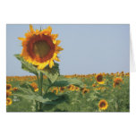 sunflower in field of sunflowers card