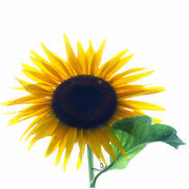 Sunflower In Full Bloom Acrylic Cut Out