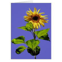 Sunflower in the blue sky card