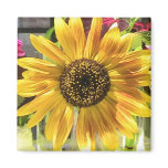 Sunflower in the Sun magnets