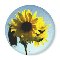 sunflower magnet
