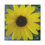 sunflower magnets