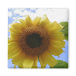 Sunflower magnets
