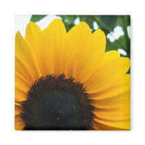 Sunflower Refrigerator Magnets